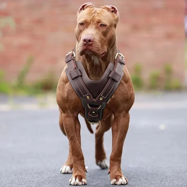 Premium Genuine Leather Dog Harness – Adjustable No-Pull Vest for Large Breeds