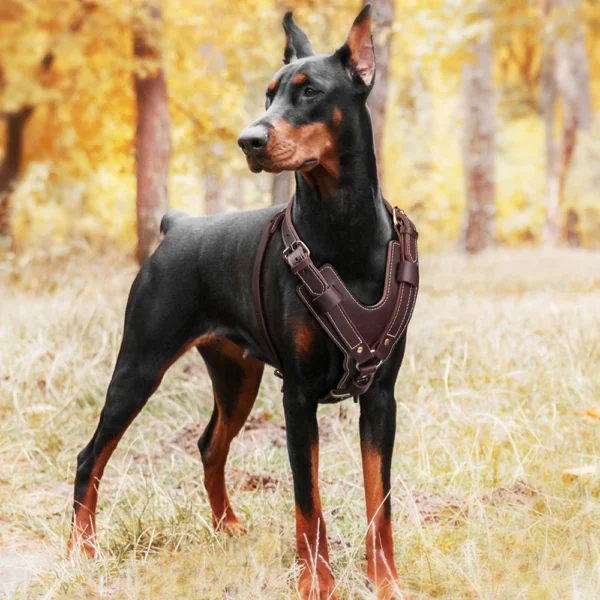 Premium Genuine Leather Dog Harness – Adjustable No-Pull Vest for Large Breeds - Image 5