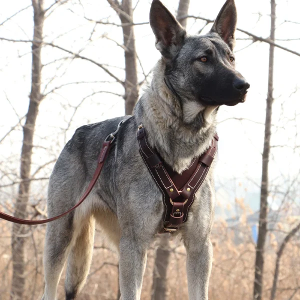 Premium Genuine Leather Dog Harness – Adjustable No-Pull Vest for Large Breeds - Image 6